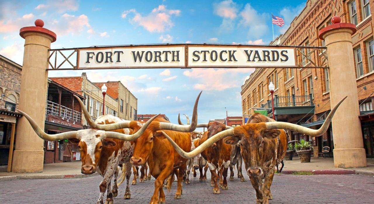 Cows.jpeg